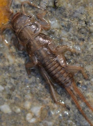 Réf. 243 759 : Dinocras sp.
